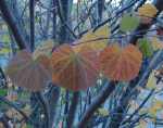 redbud leaves losing chorophyll