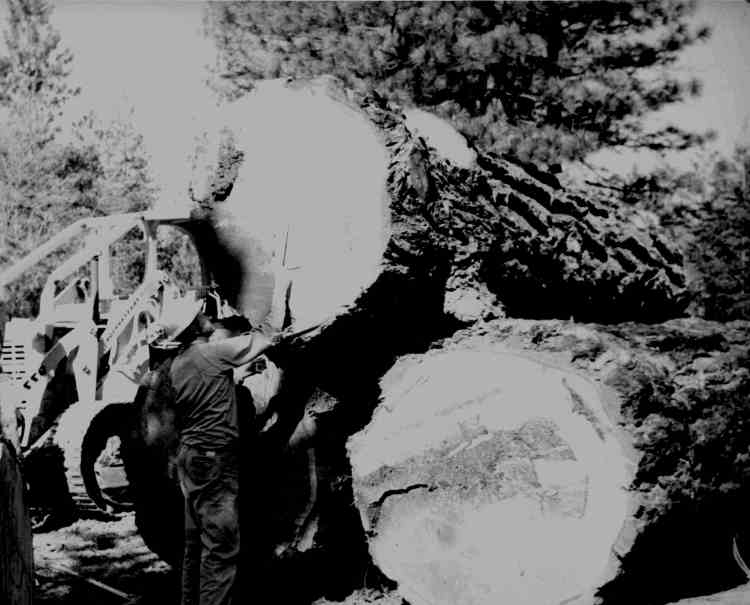 boggslogging Log scaling - calculating the net volume in a log. Note the large knots on the log.