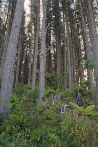 This is what a plantation looks like, it's hardly a monoculture