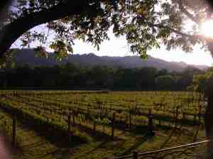 This is what deforestation looks like.